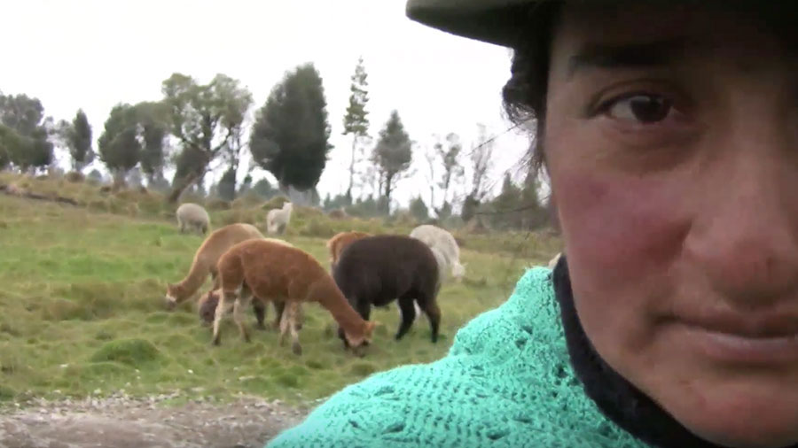 Maria Castro and her alpacas, Ecuador